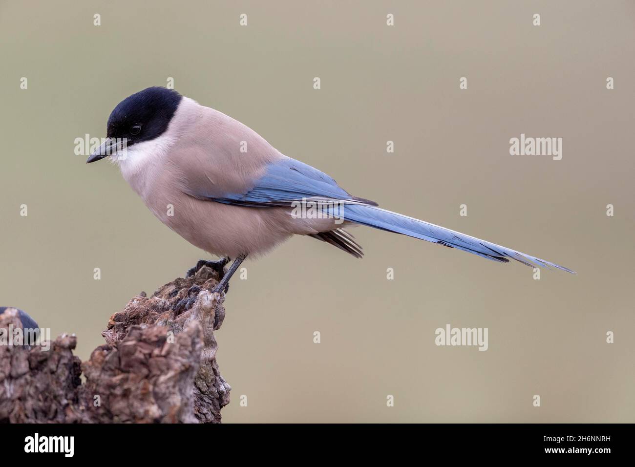 Azure-winged magpie (Cyanopica cyana) on stump, Andalusia, Spain Stock Photo