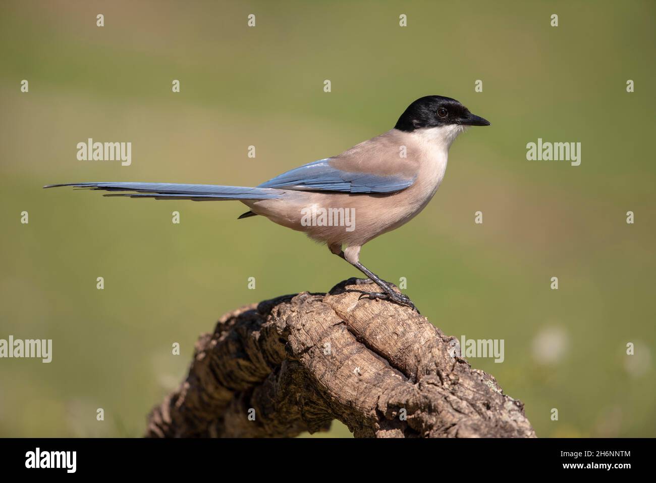Azure-winged magpie (Cyanopica cyana) on branch, Andalusia, Spain Stock Photo