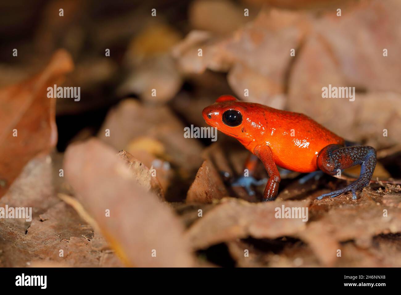 The strawberry poisondart frog (Oophaga pumilio) is a poison dart frog
