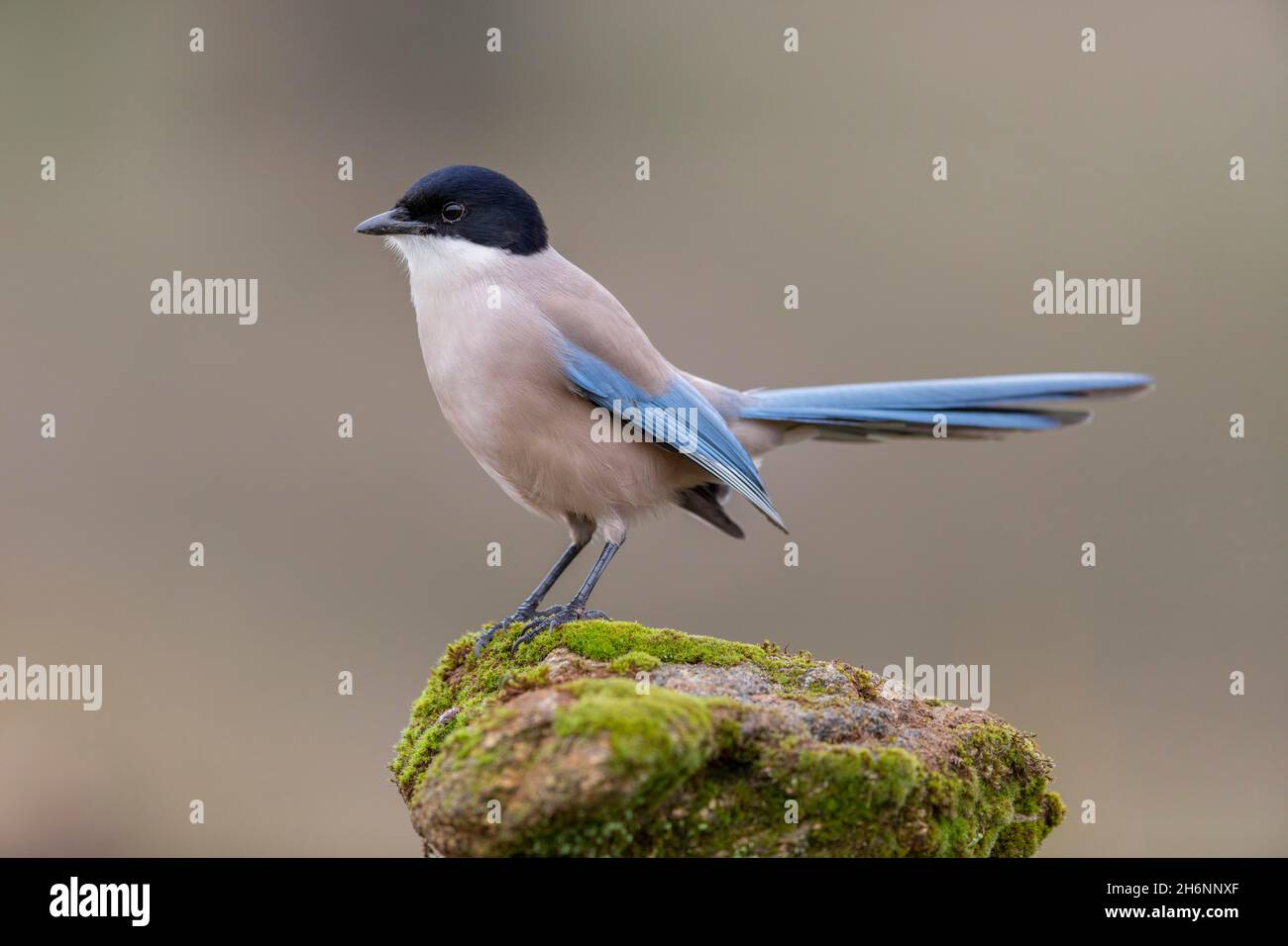 Azure-winged magpie (Cyanopica cyana) on stone, Andalusia, Spain Stock Photo