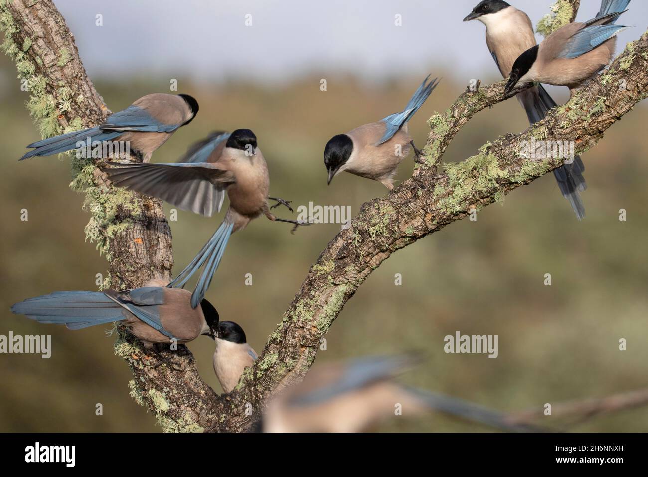 Several azure-winged magpies (Cyanopica cyana) on branch, Andalusia, Spain Stock Photo
