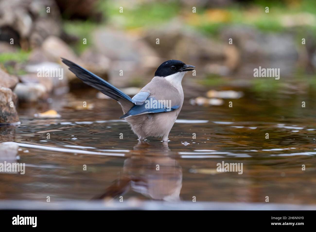Azure-winged magpie (Cyanopica cyana) in the water, Andalusia, Spain ...