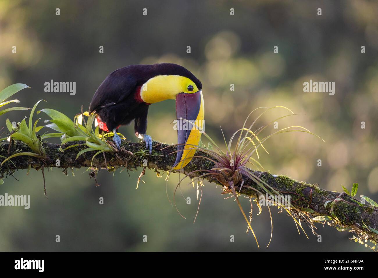 Swainson's toucan or Brown-backed toucan (Ramphastos swainsonii) on branch with bromeliads, Boca Tapada region, Costa Rica Stock Photo