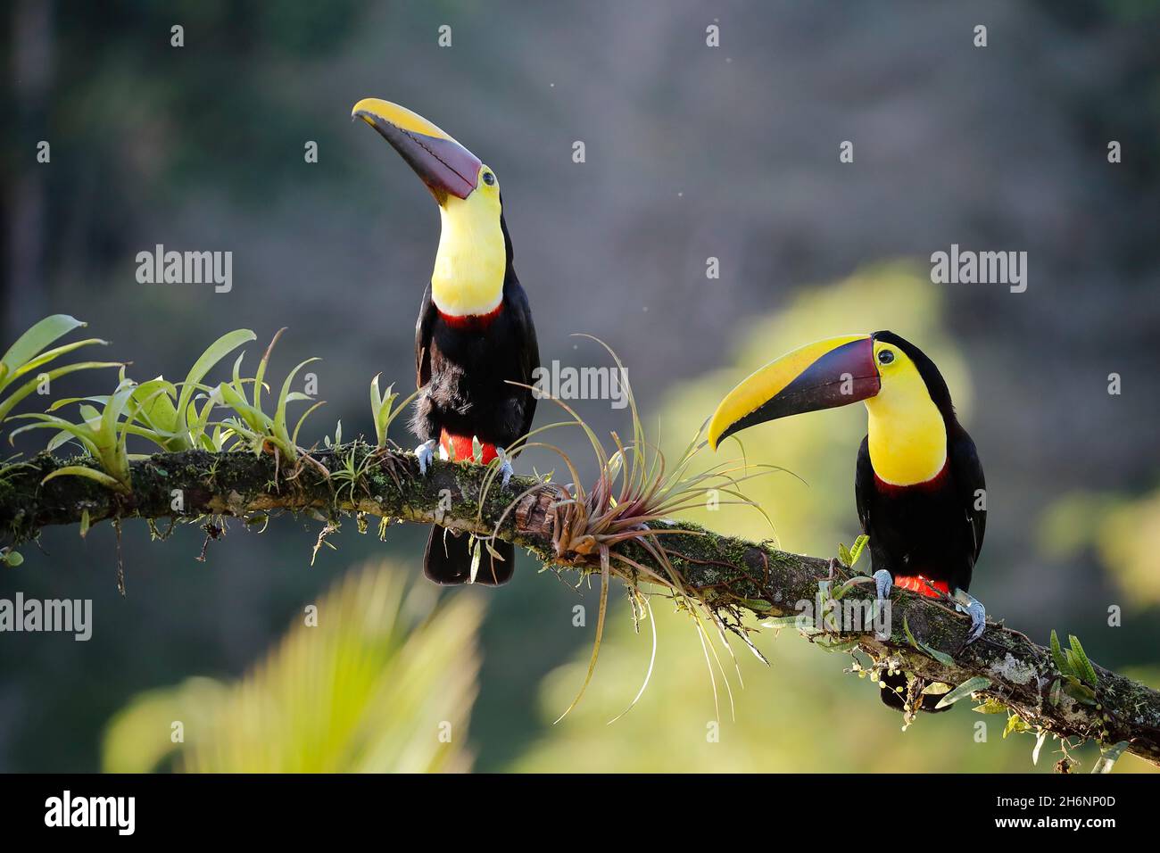 A pair of Swainson's toucans or brown-backed toucans (Ramphastos swainsonii) on branch with bromeliads, Boca Tapada region, Costa Rica Stock Photo