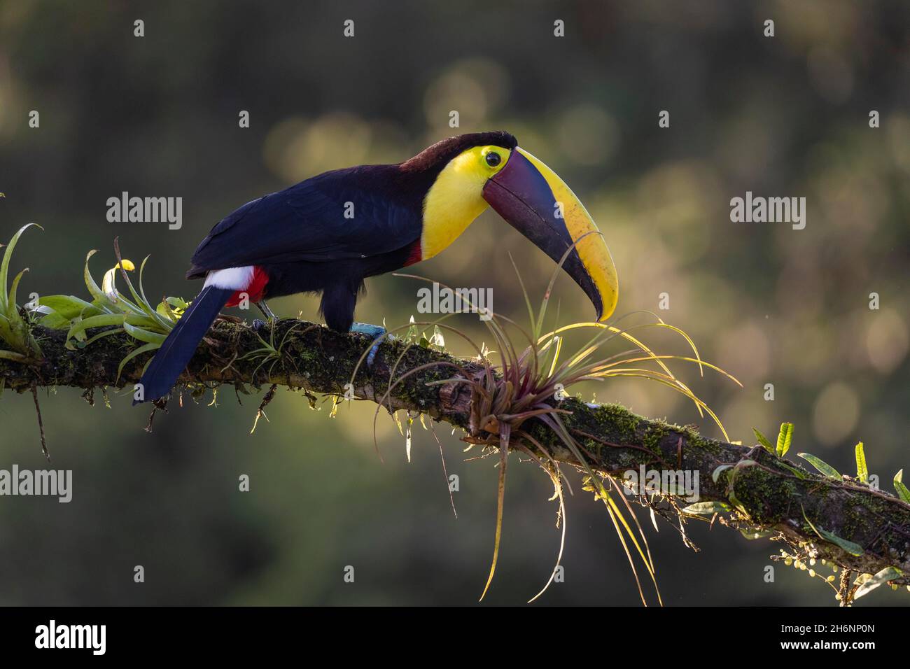 Swainson's toucan or Brown-backed toucan (Ramphastos swainsonii) on branch with bromeliads, Boca Tapada region, Costa Rica Stock Photo