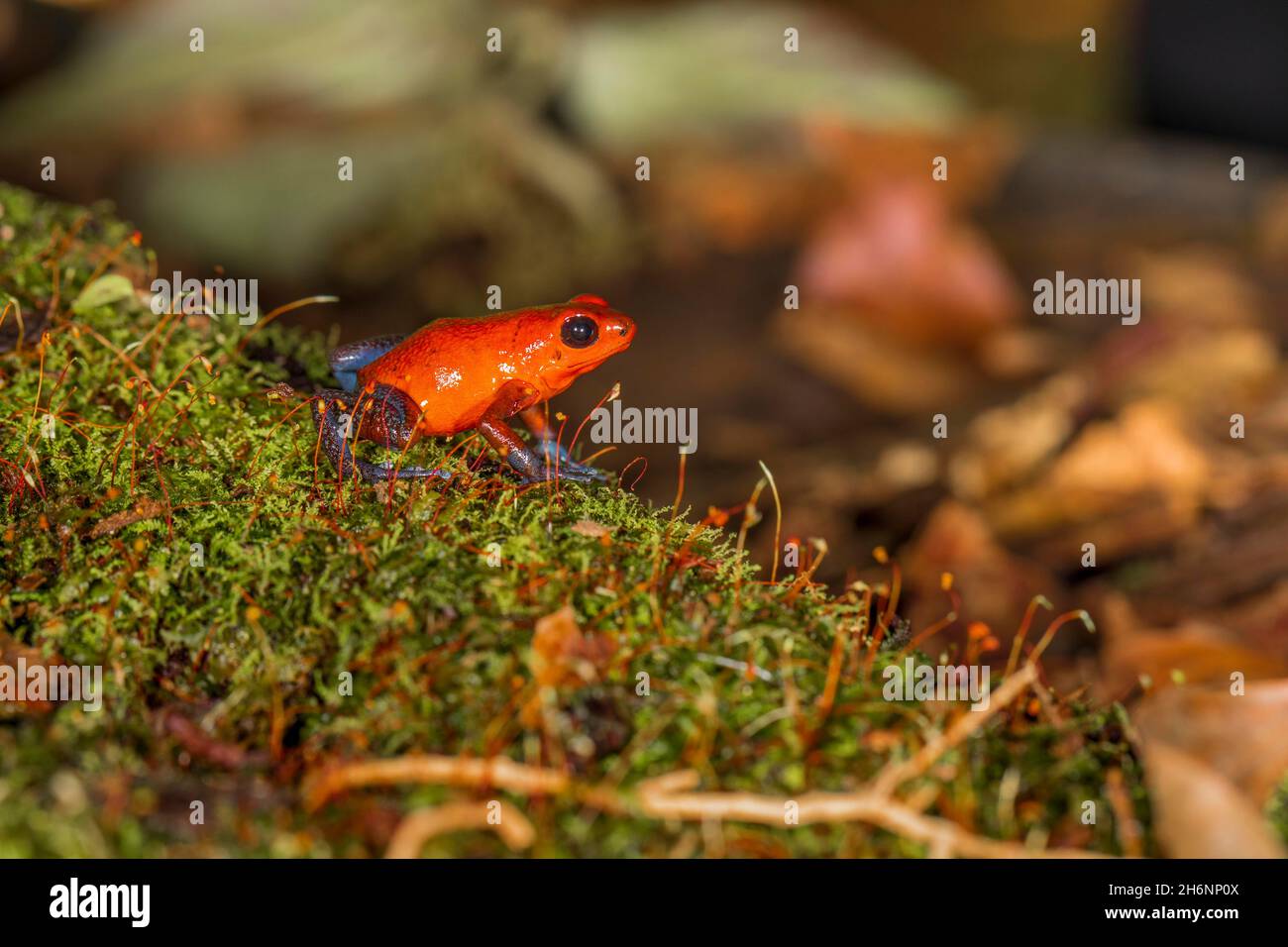 The strawberry poisondart frog (Oophaga pumilio) on moss, a poison