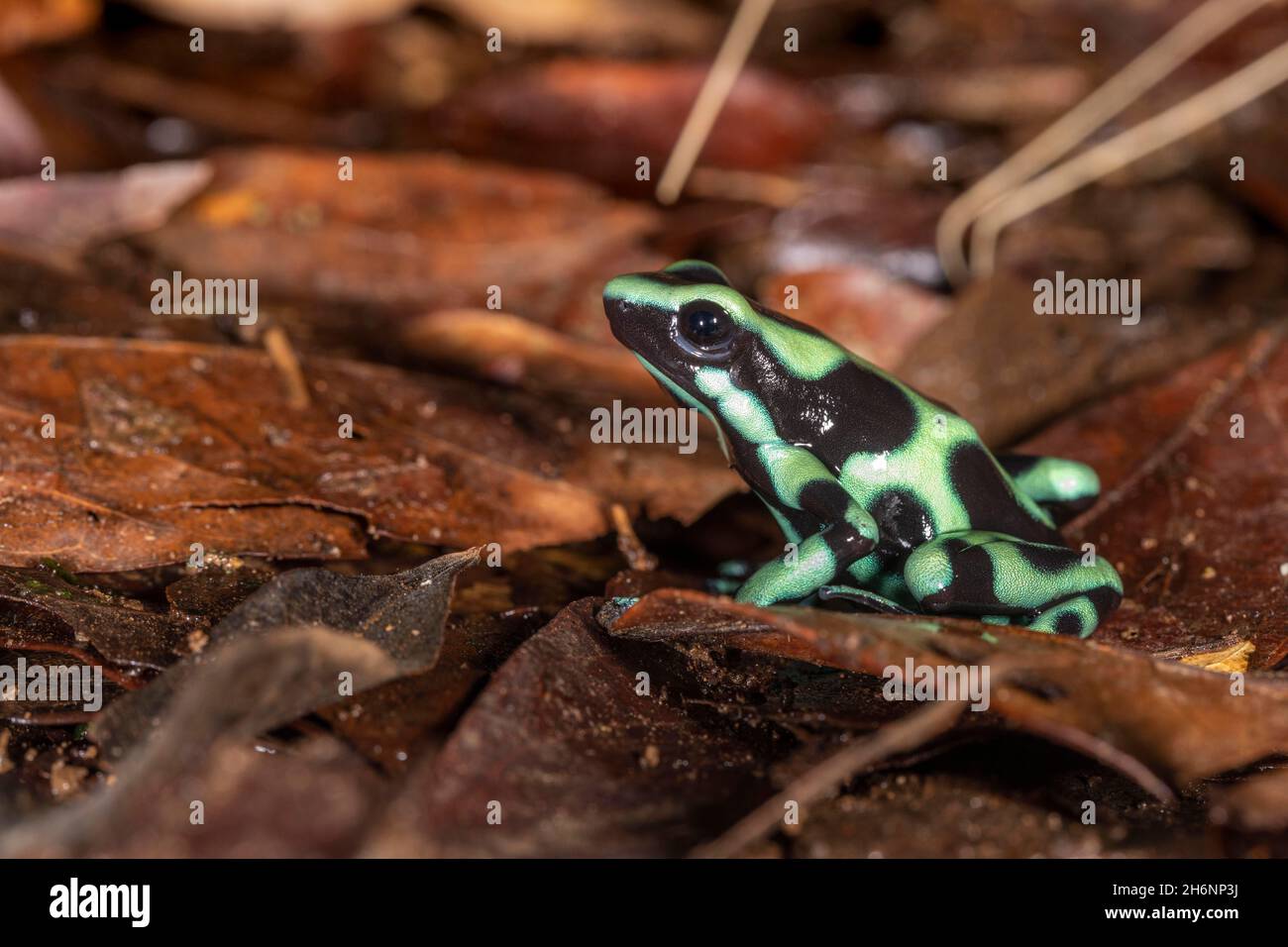 Green and black poison dart frog (Dendrobates auratus) on foliage, a