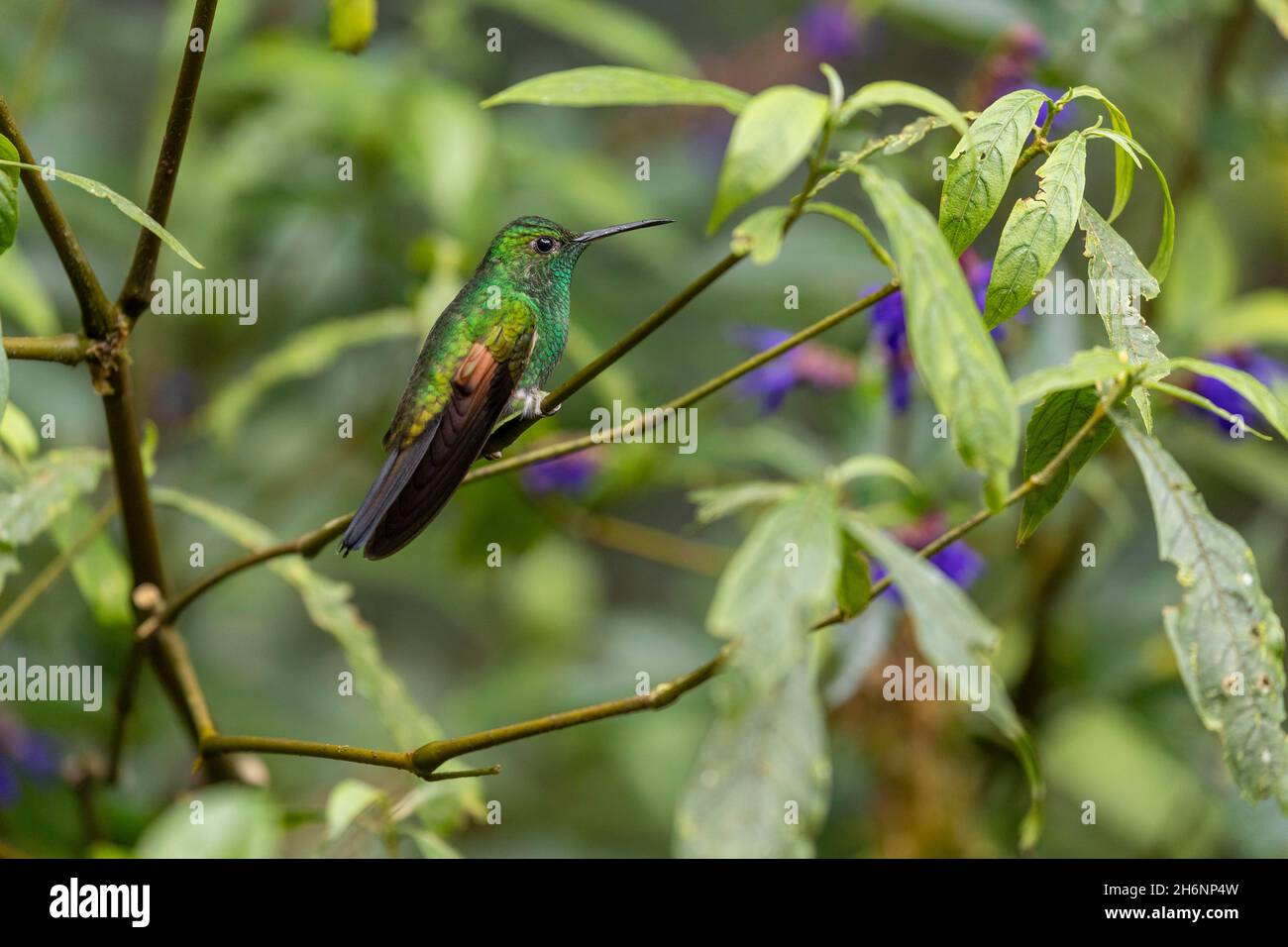 Stripe-tailed Hummingbird (Eupherusa eximia), Monteverde Rainforest, Costa Rica Stock Photo