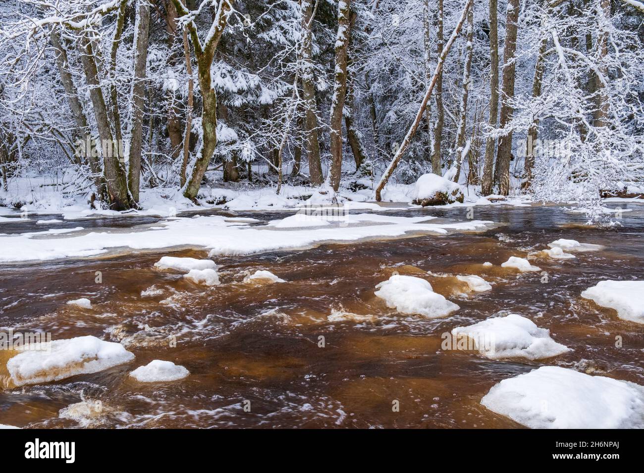 Beautiful winter forest by a flowing river Stock Photo