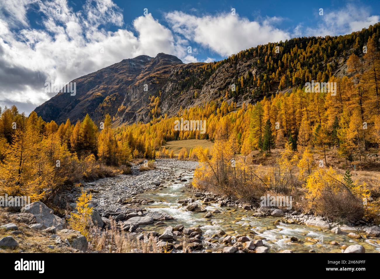 Autumn larch forest with stream, Val Roseg, Pontresina, Engadin, Grisons, Switzerland Stock Photo