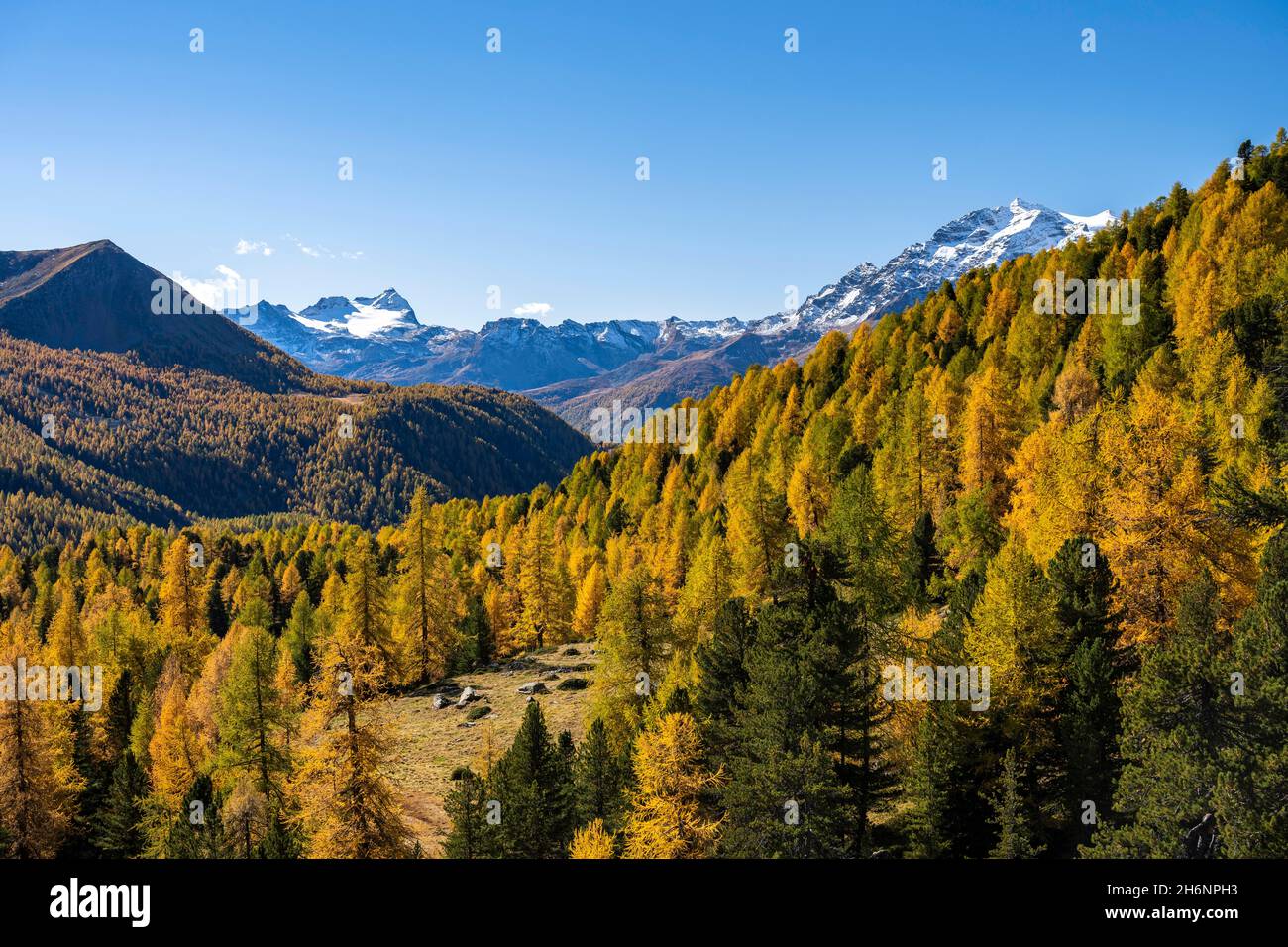 Autumn larch forest off Pizzo Scalino, Val di Campo, Engadin, Canton ...