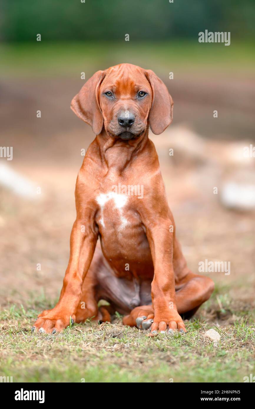 Rhodesian ridgeback domestic dog (Canis lupus familiaris), puppy sitting attentively in the grass, Rhineland-Palatinate, Germany Stock Photo