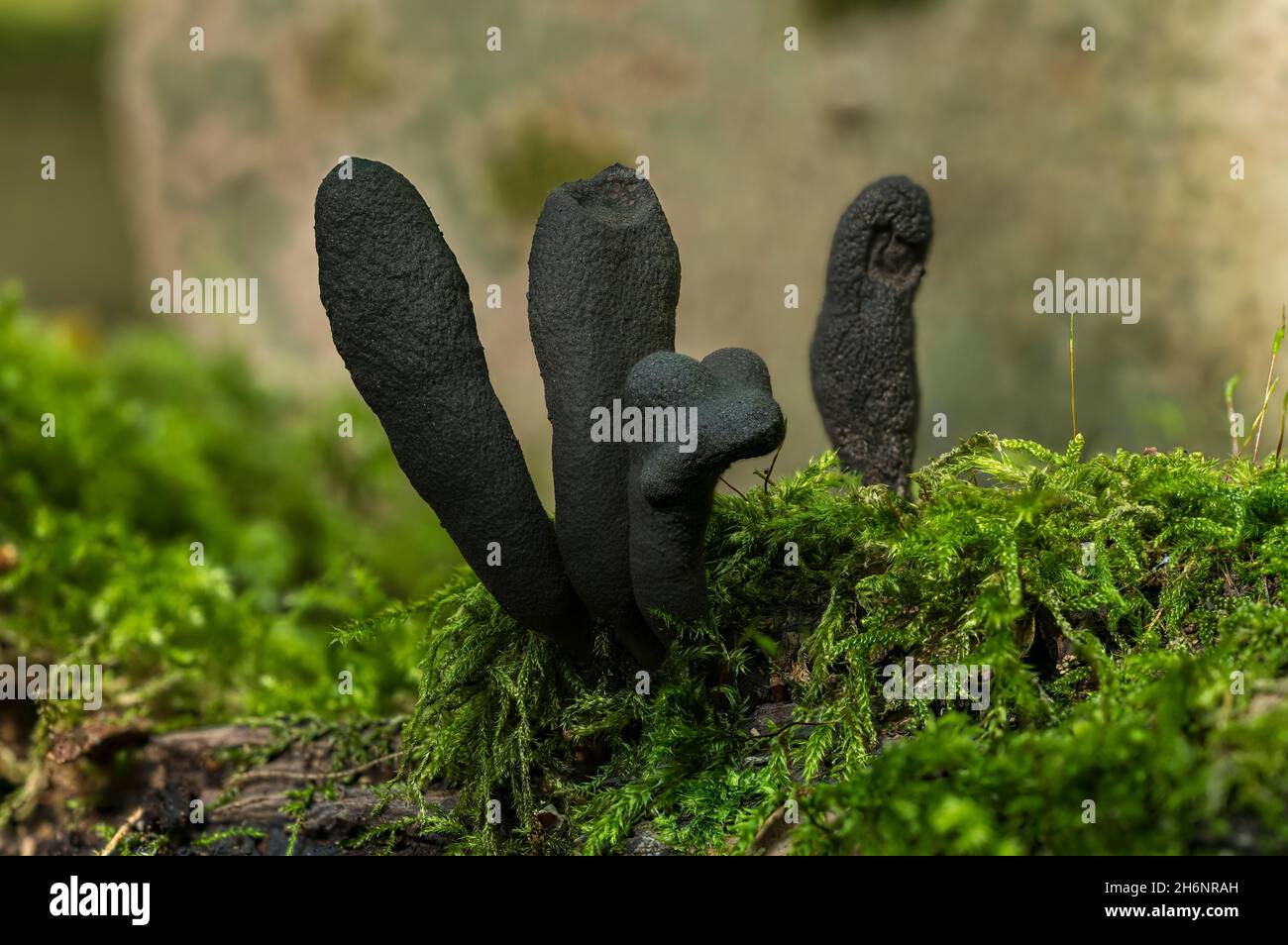 Mushroom, long-stalked wood club (Xylaria longipes) on deadwood, inedible, Moenchbruch, Ruesselsheim am Main, Hesse, Germany Stock Photo