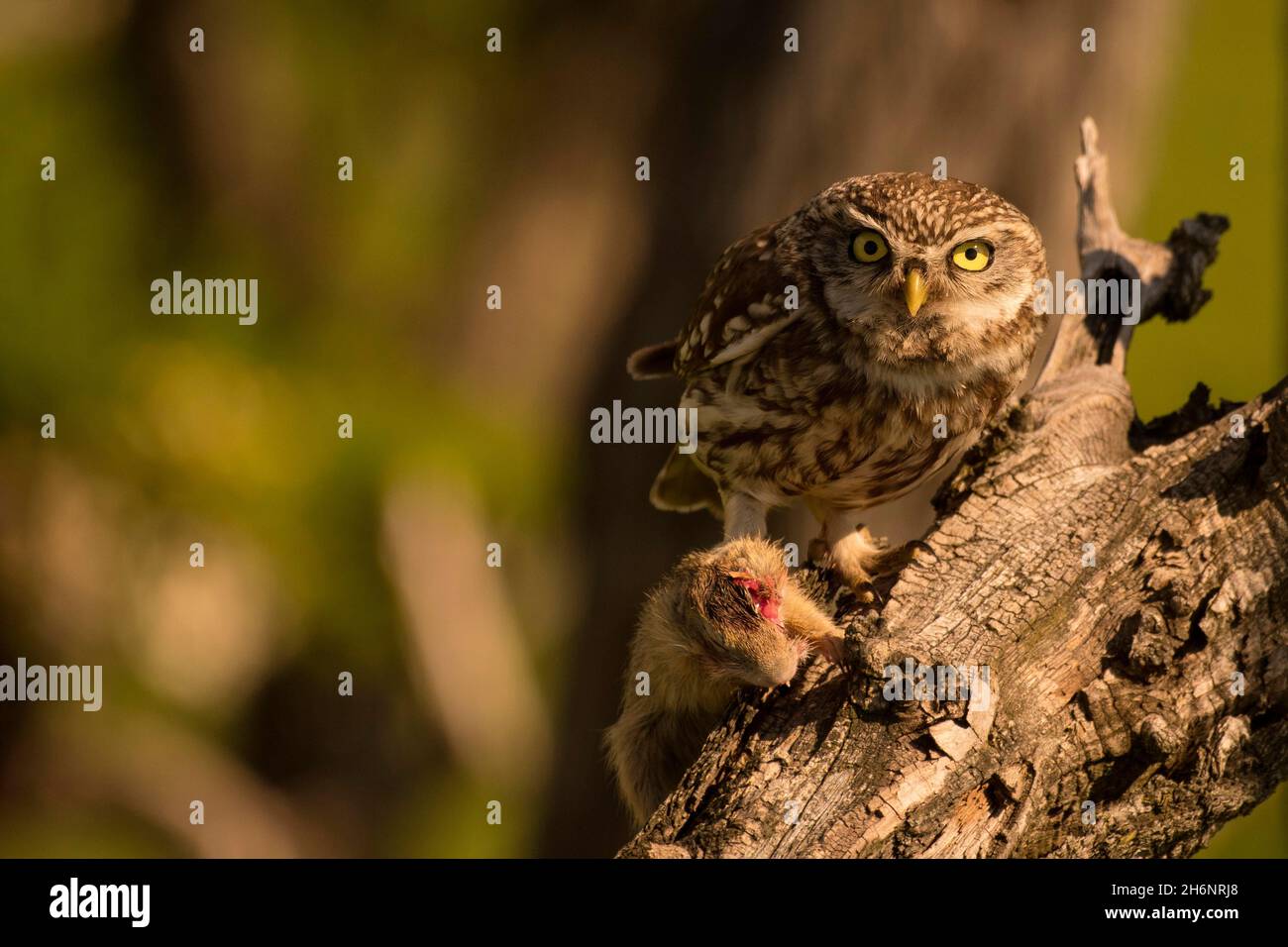 Little owl (Athene noctua) with gopher, prey, Hortobagy National Park ...