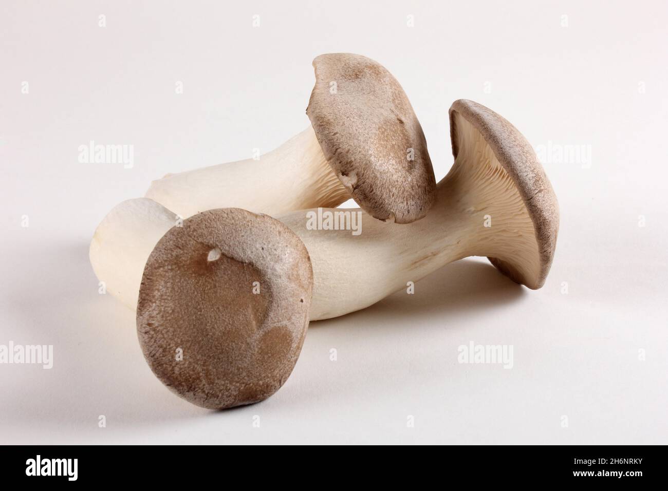French horn mushrooms (Pleurotus eryngii Stock Photo Alamy