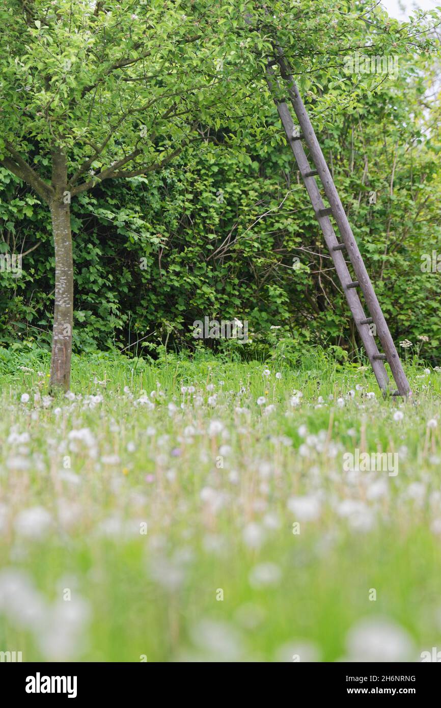 Ladder leaned on a tree hi-res stock photography and images - Alamy