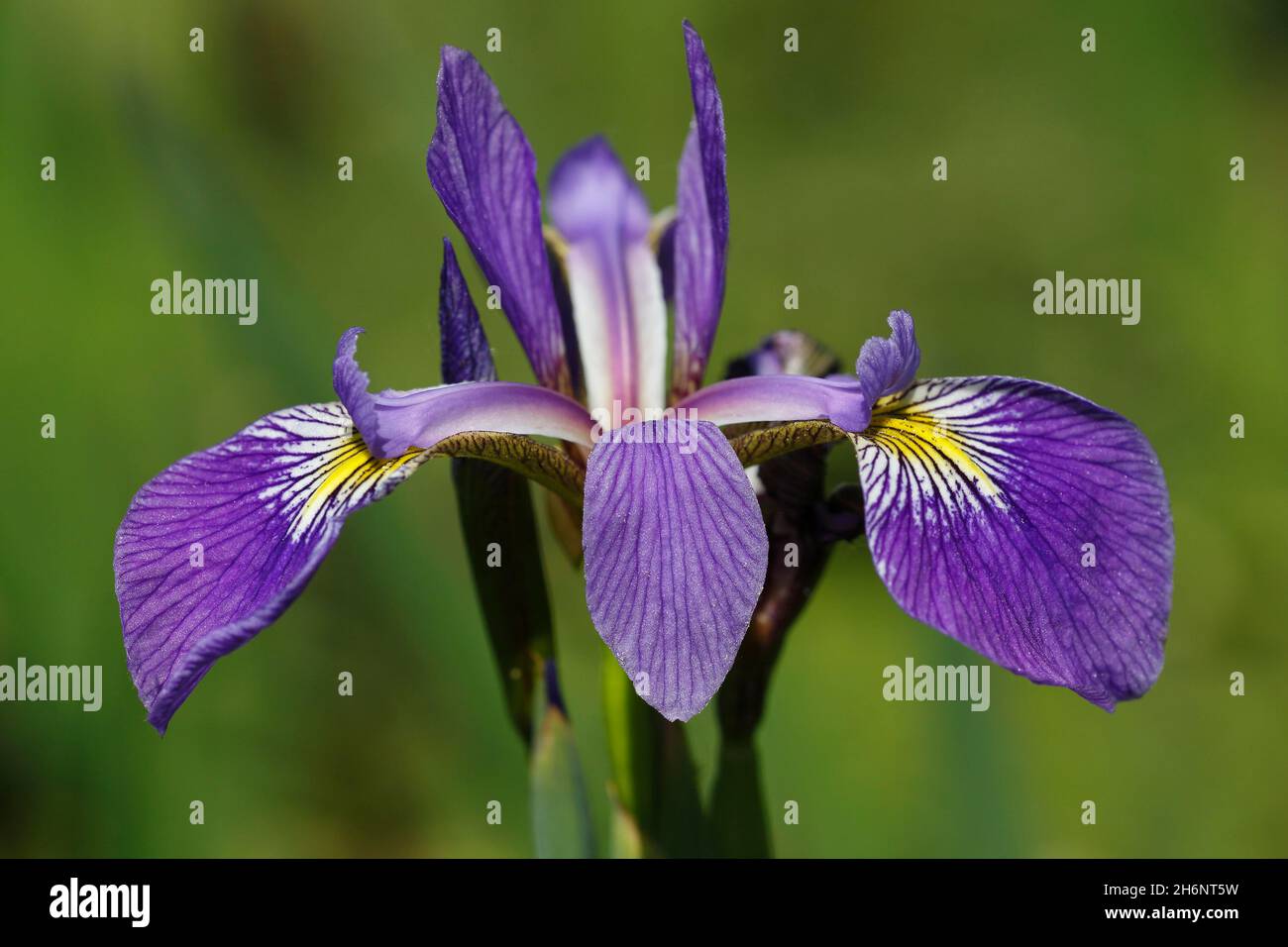Variegated iris (Iris versicolor), Schleswig-Holstein, Germany Stock Photo