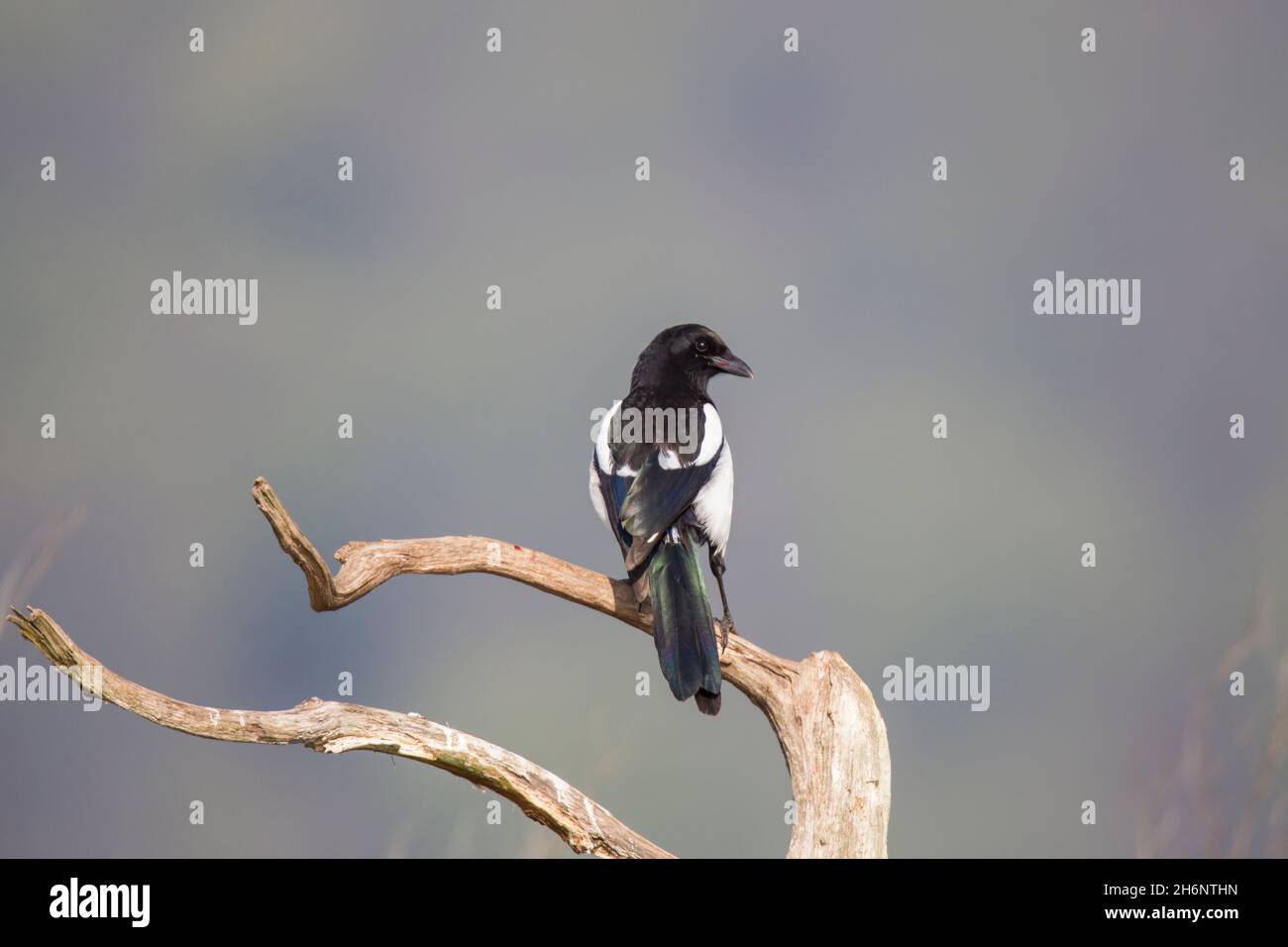 Elster, Pica pica, Eurasian magpie Stock Photo