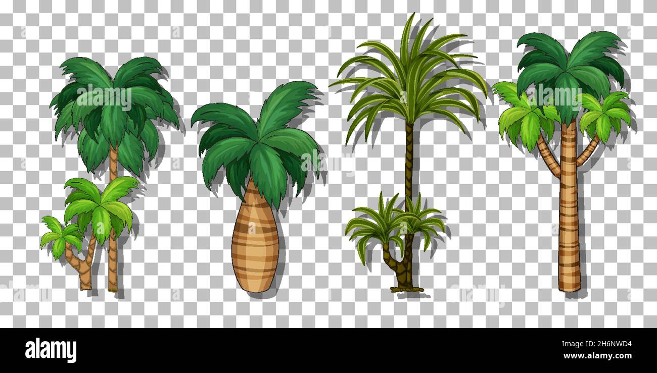 Palm tree on transparent background illustration Stock Vector Image ...