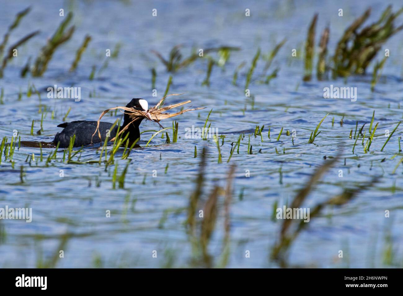 Common coot (Fulica atra) in the wetland collecting nesting material such as blades of grass for nest building in the breeding season Stock Photo