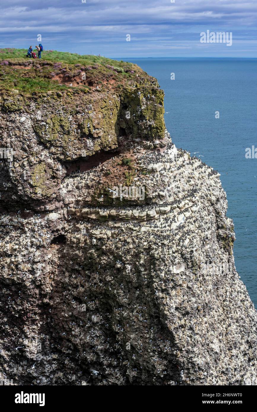 Birdwatcher at the top of the cliffs, home to the seabird colony in the spring breeding season at Fowlsheugh, a coastal nature reserve in Stock Photo