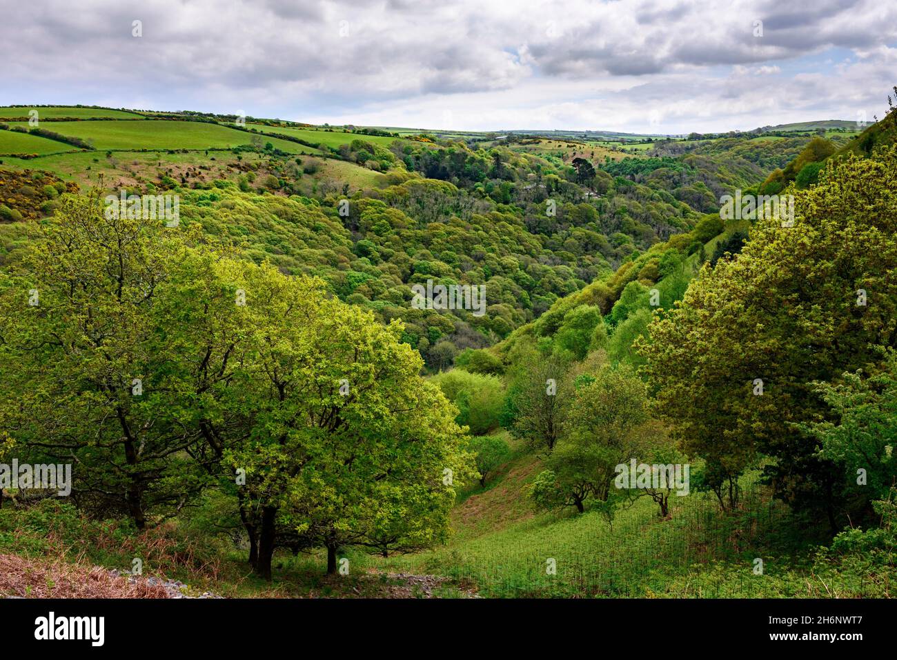 Heddon Valley of Heddon's Mouth Cleave in Spring, Exmoor National Park, Devon, England, United Kingdom Stock Photo