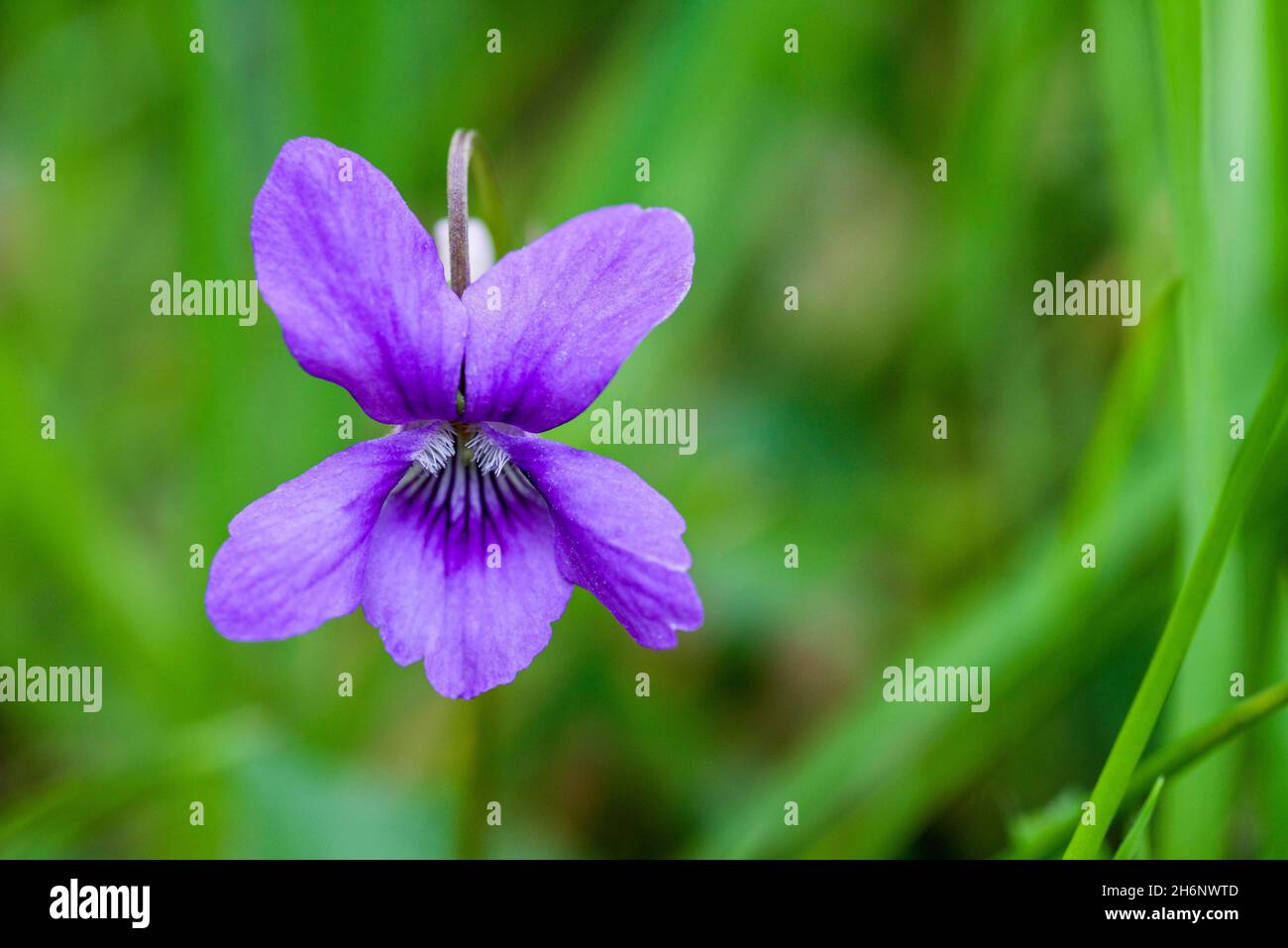 Flower of the Wood violet (Viola riviniana), Barton Wood, Exmoor