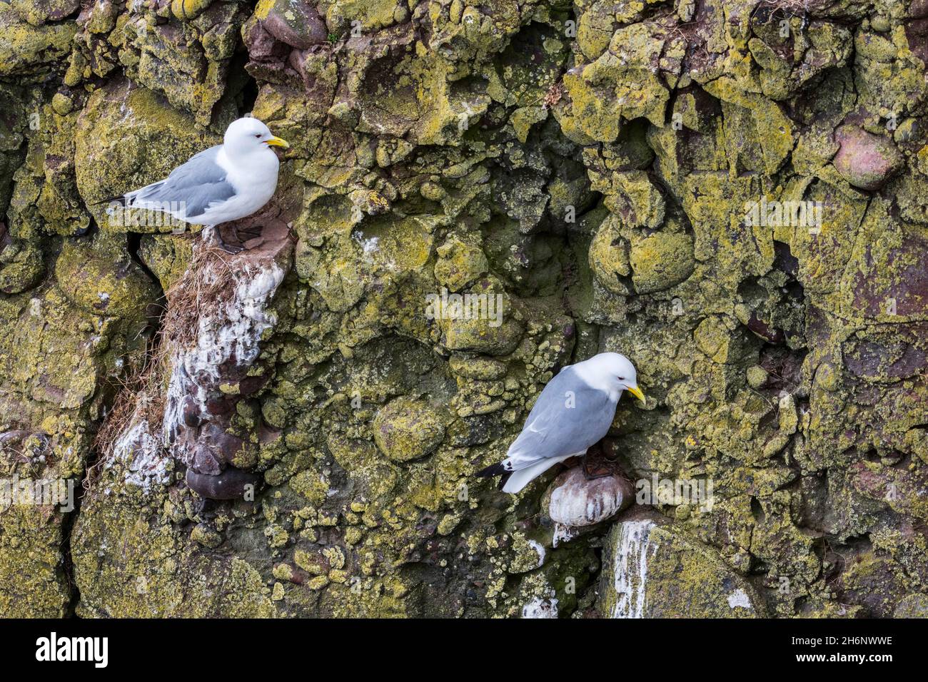 Kittiwake (Rissa tridactyla) nesting on rocky outcrops in the cliff face of a seabird colony, Fowlsheugh, Aberdeenshire, Scotland, UK Stock Photo