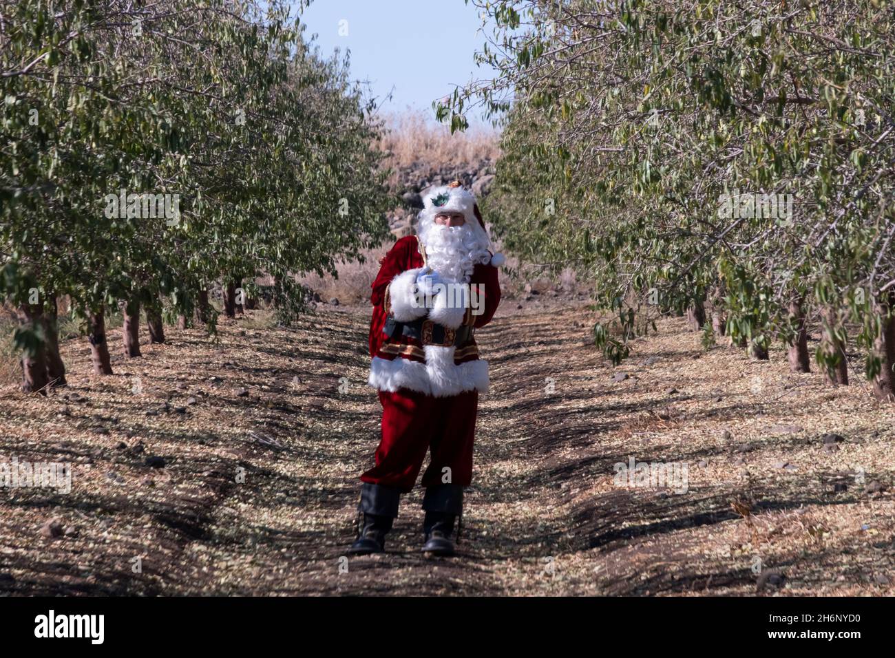 Issa Kassissieh, an Arab Orthodox Christian and Israel’s only certified Santa Claus, carries a bag of presents and walks through an orchard during the filming of a Christmas season advertisement for the Israeli ministry of tourism in the Golan Heights, Israel. Stock Photo