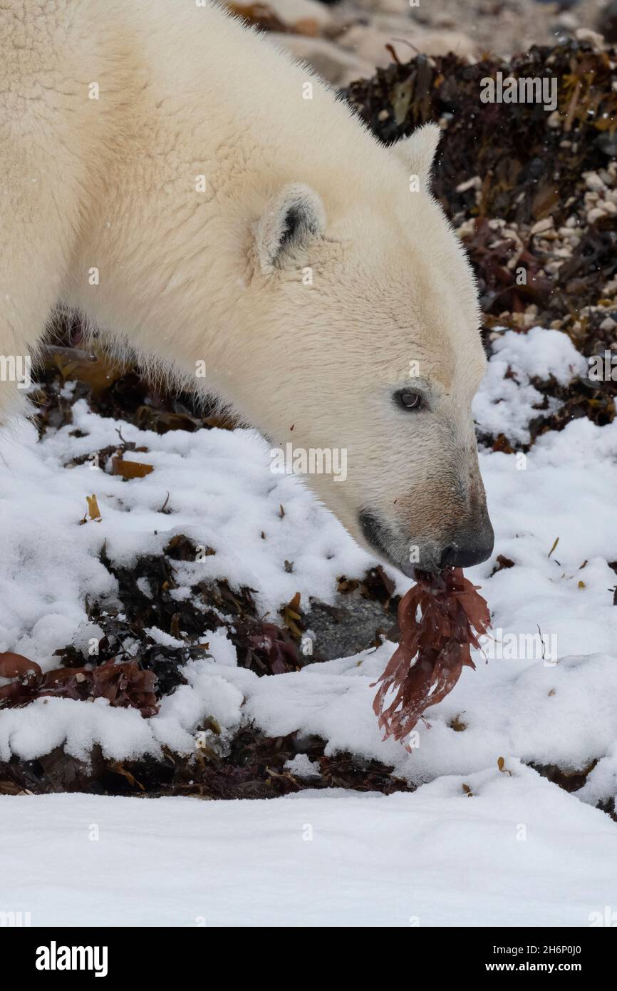 Canada, Manitoba, Churchill. Polar bear (WILD: Ursus maritimus) Young male bear eating kelp. Stock Photo