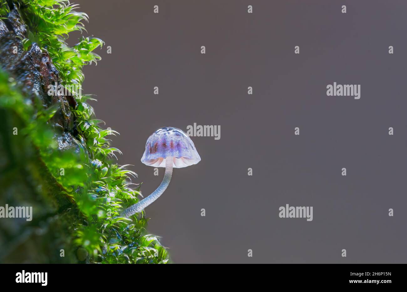 A vibrant little mushroom with empty space for text Stock Photo