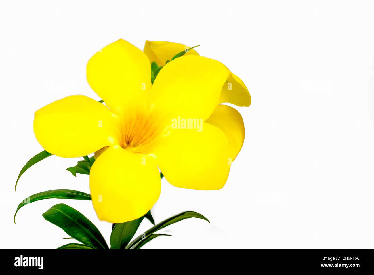 Beautiful yellow spring flower blossom macro on white background Stock Photo