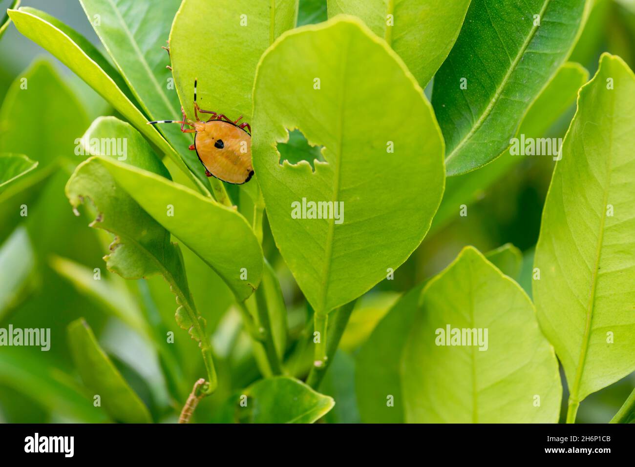 A fourth or fifth instar Bronze Orange Stink Bug nymph on a Mandarin tree leaf. It is a pest that eats new growth on citrus trees halting fruiting Stock Photo