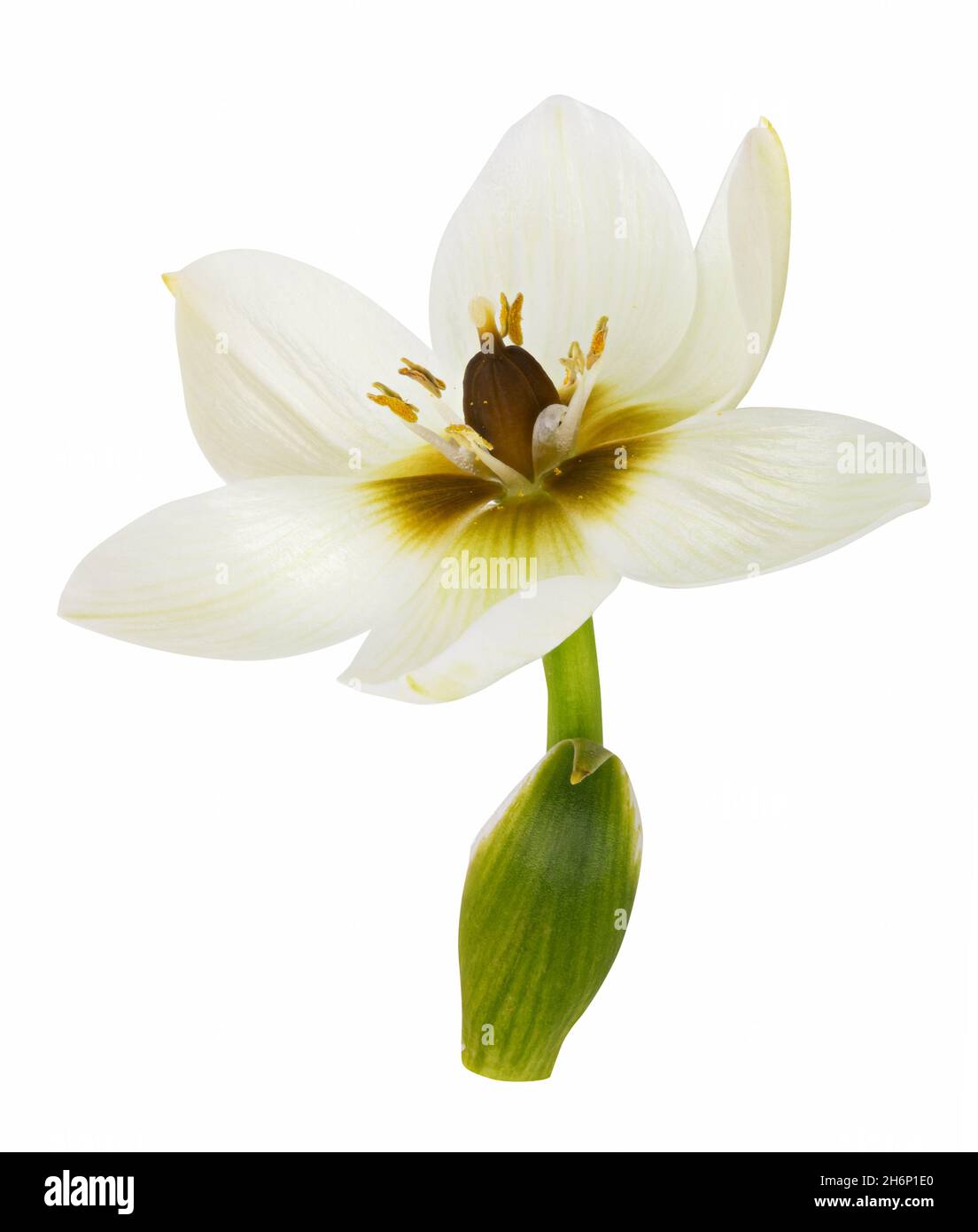 Fresh white flower isolated on white background. Clipping path Stock Photo