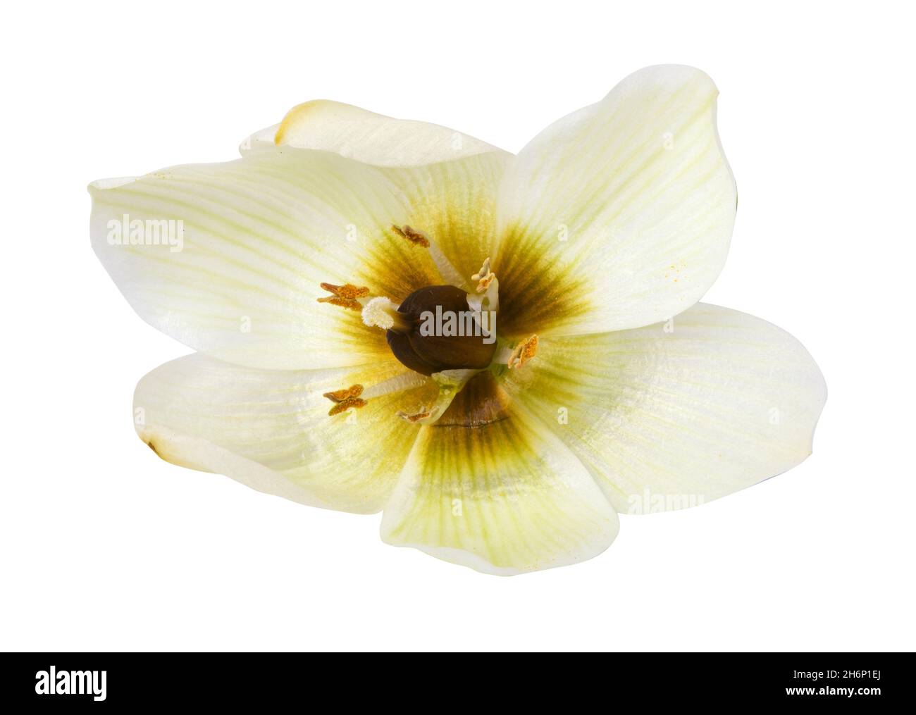 Fresh white flower isolated on white background. Clipping path Stock Photo