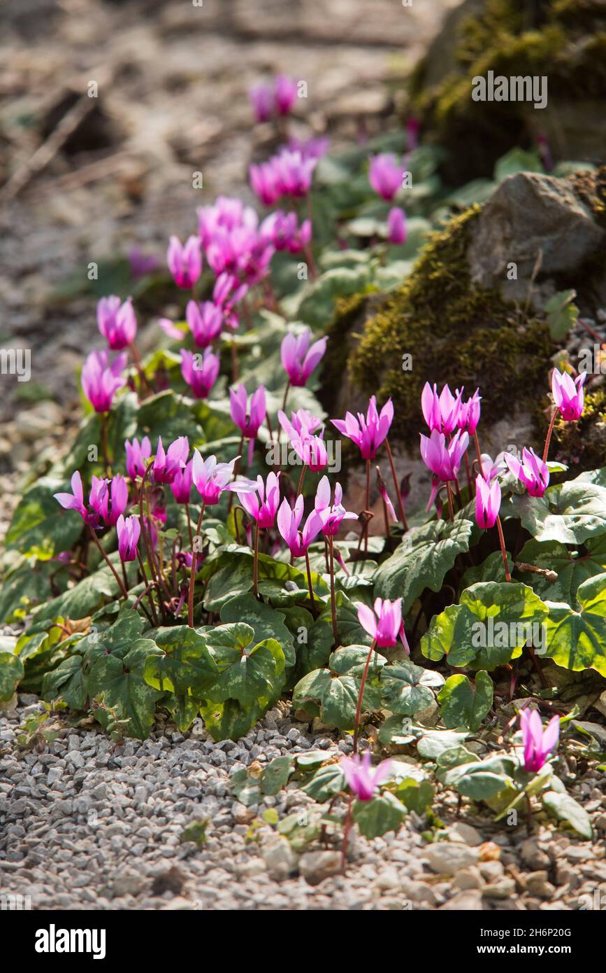 Alpine Cyclamen, Cyclamen purpurascens. Beautiful, striking pink flowers, tuberous perennial, a member of the Primulaceae family, with mottled leaves Stock Photo