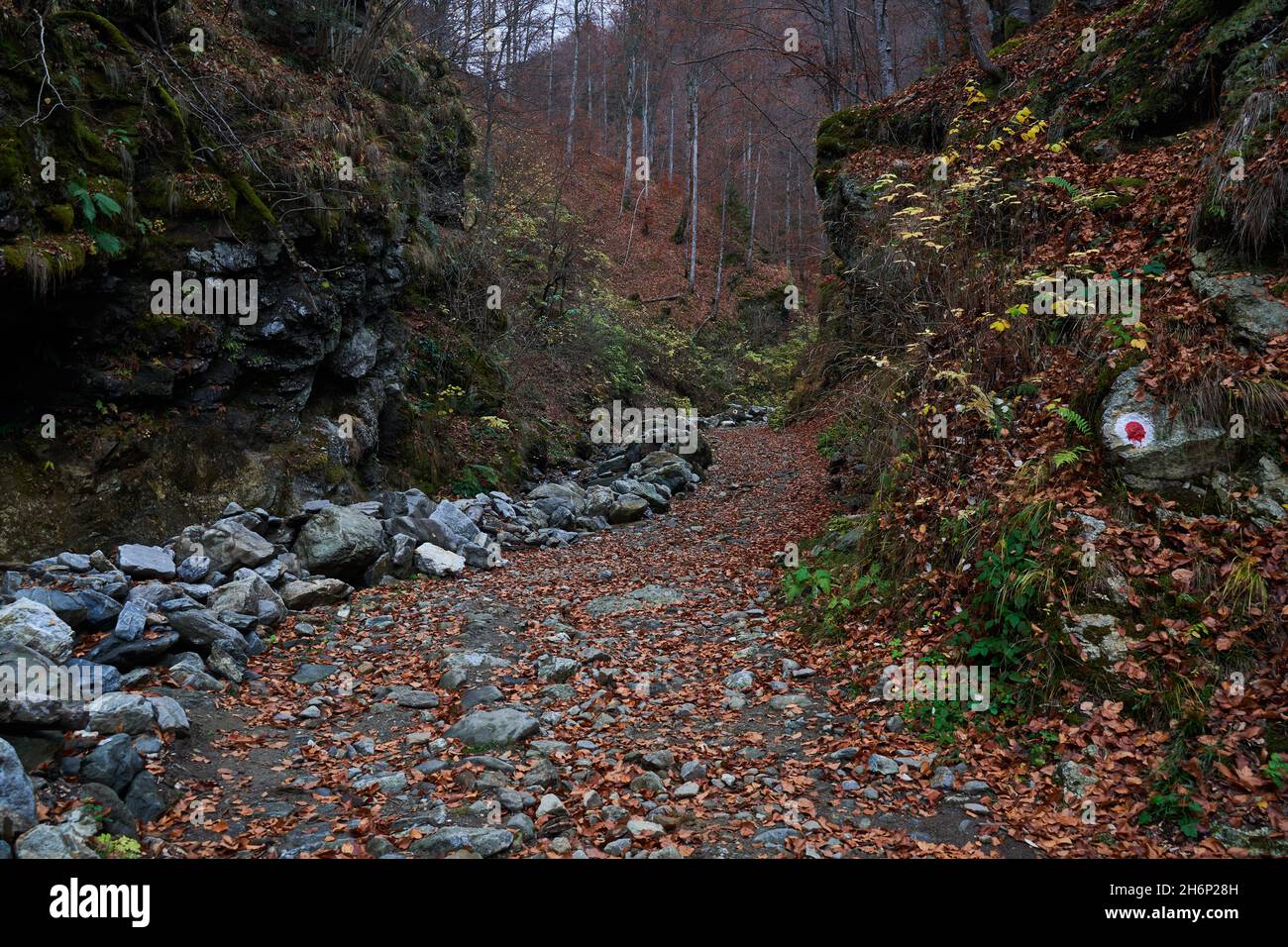 Hiking trail with fallen leaves in the mountains Stock Photo - Alamy
