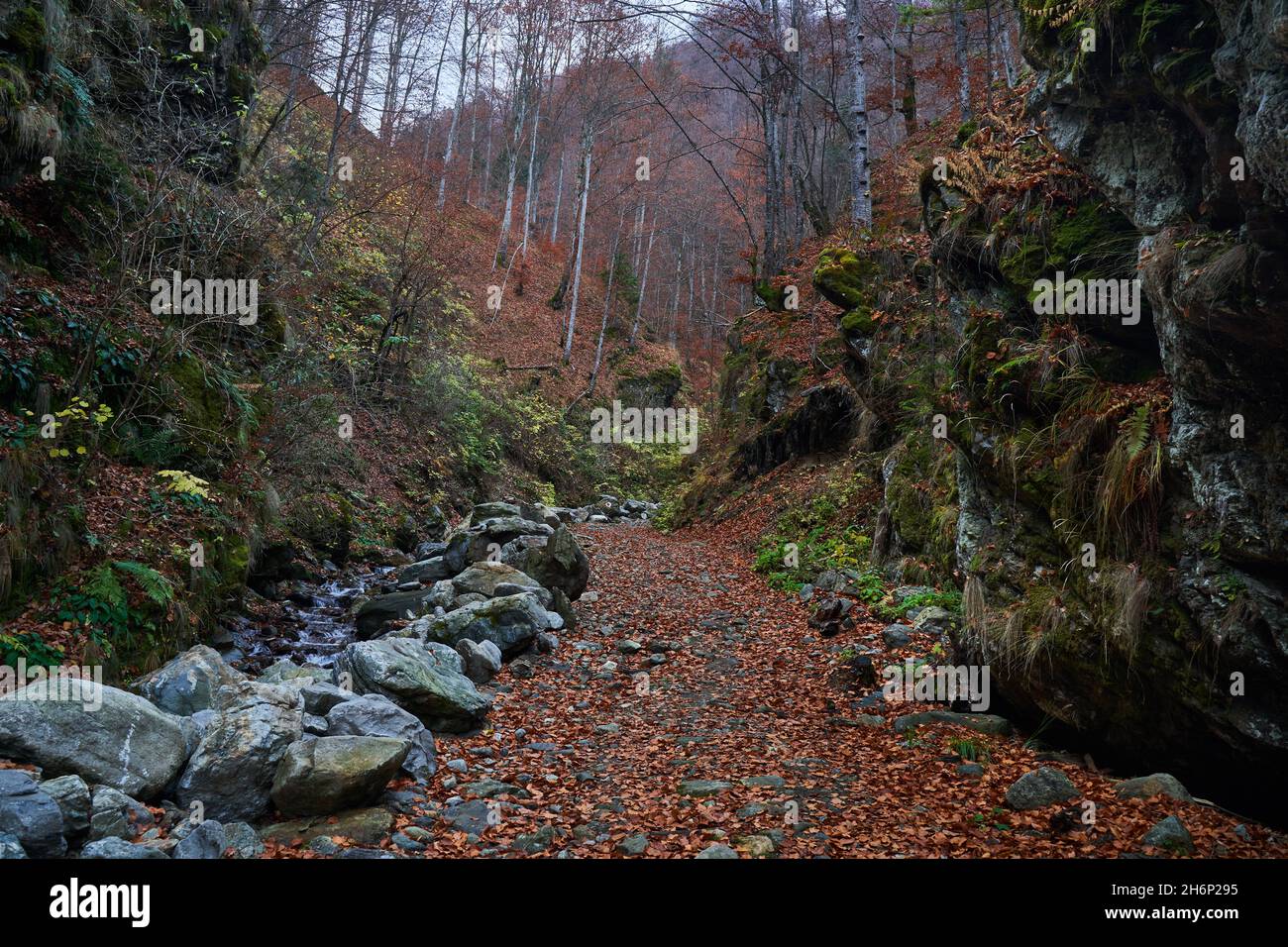 Hiking trail with fallen leaves in the mountains Stock Photo - Alamy