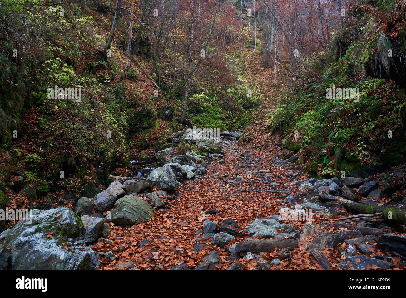 Hiking trail with fallen leaves in the mountains Stock Photo - Alamy