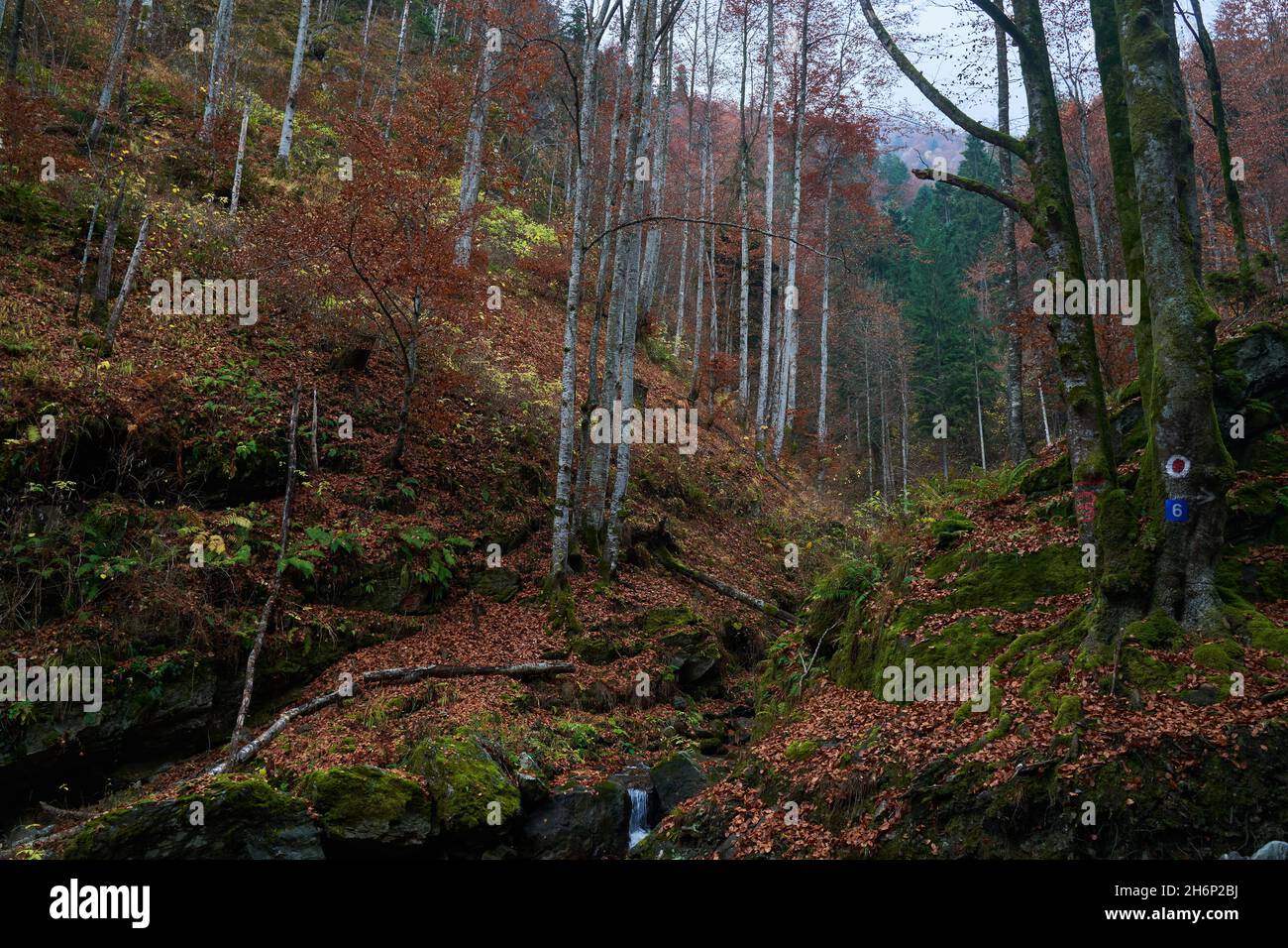 Hiking trail with fallen leaves in the mountains Stock Photo - Alamy