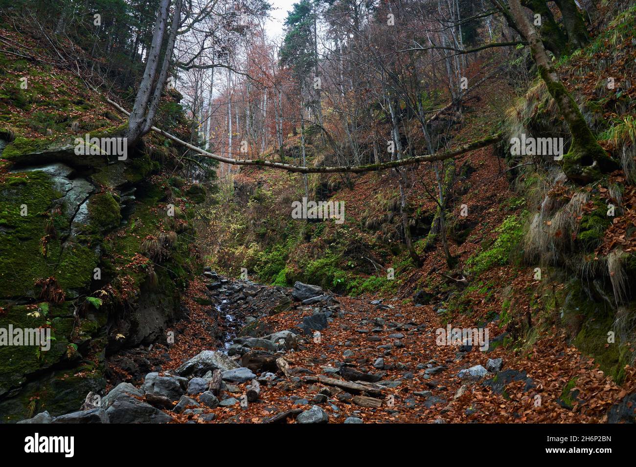 Hiking trail with fallen leaves in the mountains Stock Photo - Alamy