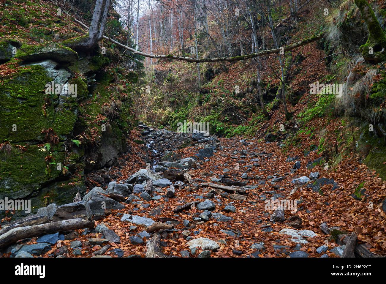 Hiking trail with fallen leaves in the mountains Stock Photo - Alamy