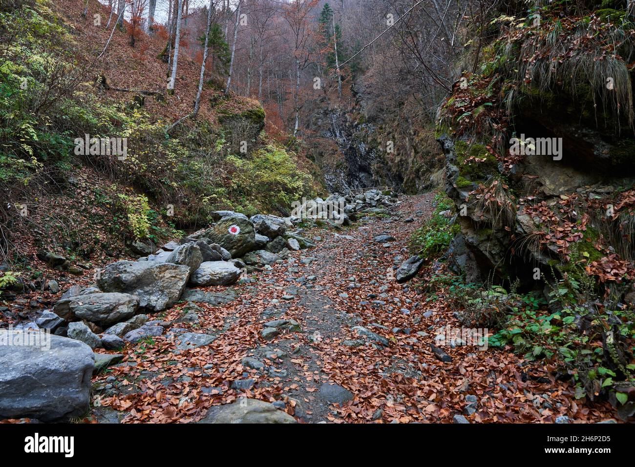 Hiking trail with fallen leaves in the mountains Stock Photo - Alamy