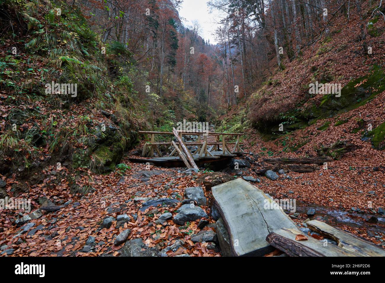 Hiking trail with fallen leaves in the mountains Stock Photo - Alamy