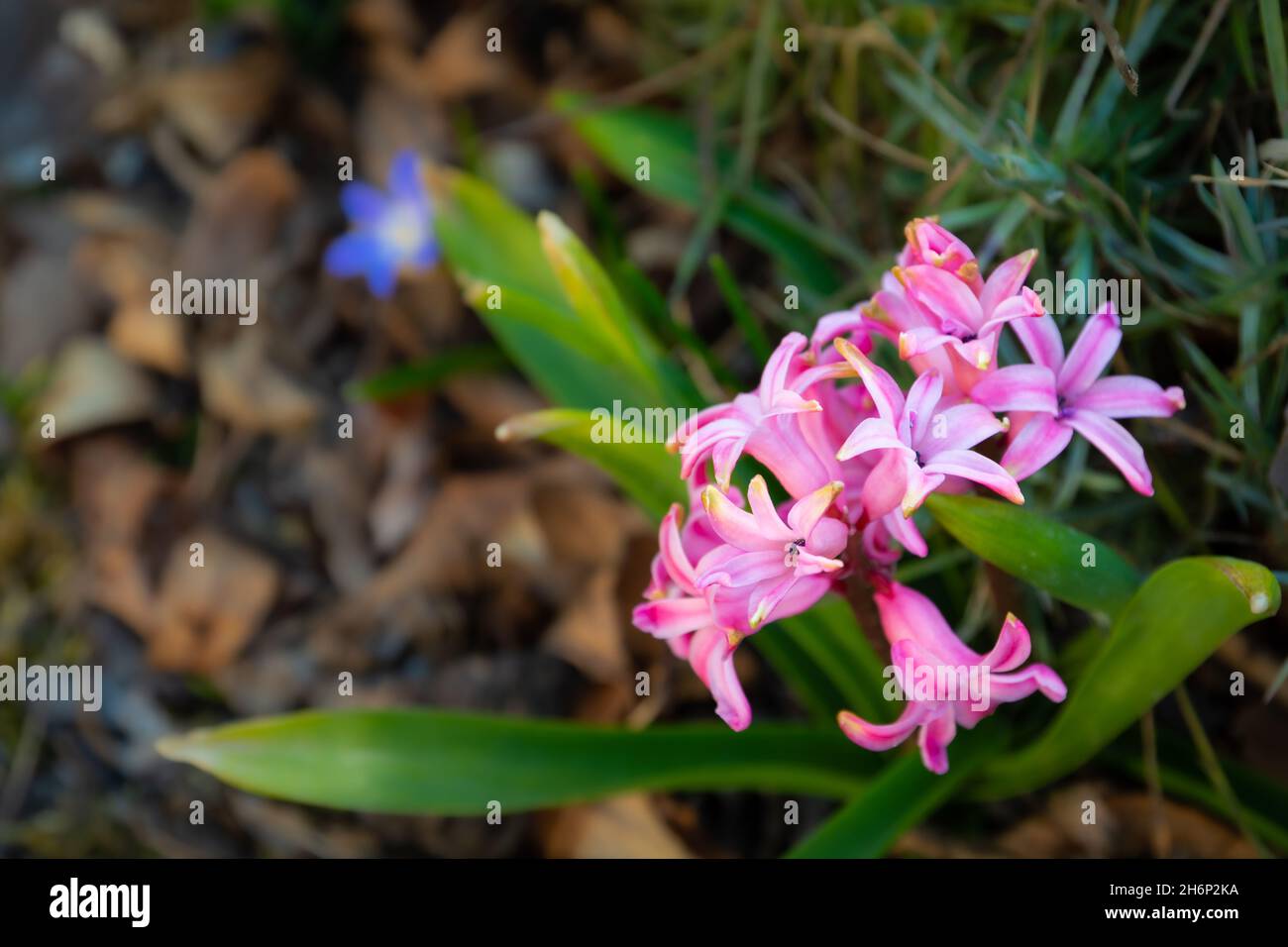 Little pink flowers in the garden, springtime day view Stock Photo