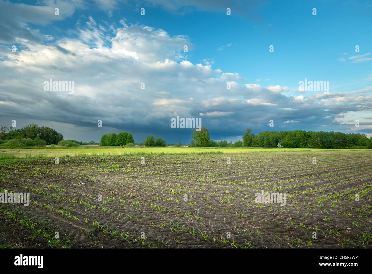 Plants planted in a field and a cloudy sky, Nowiny, Poland Stock Photo