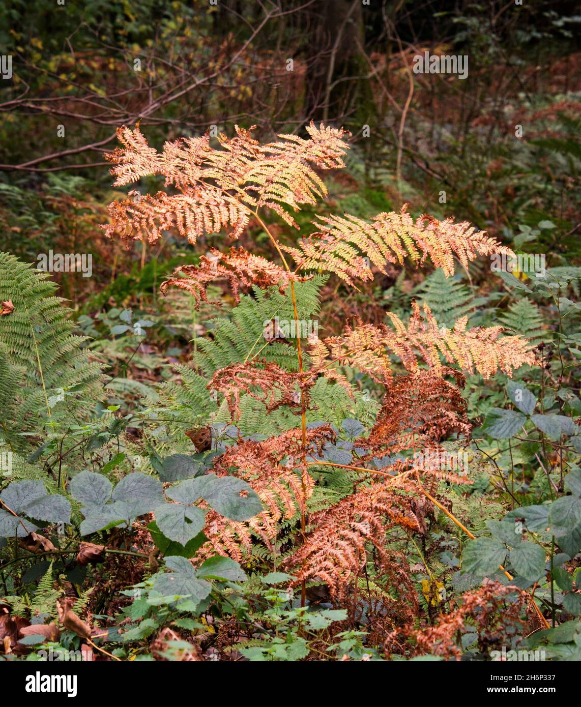 A close-up view of a fern in autumn colour, with the natural woodland background blurred to emphasise the plant Stock Photo