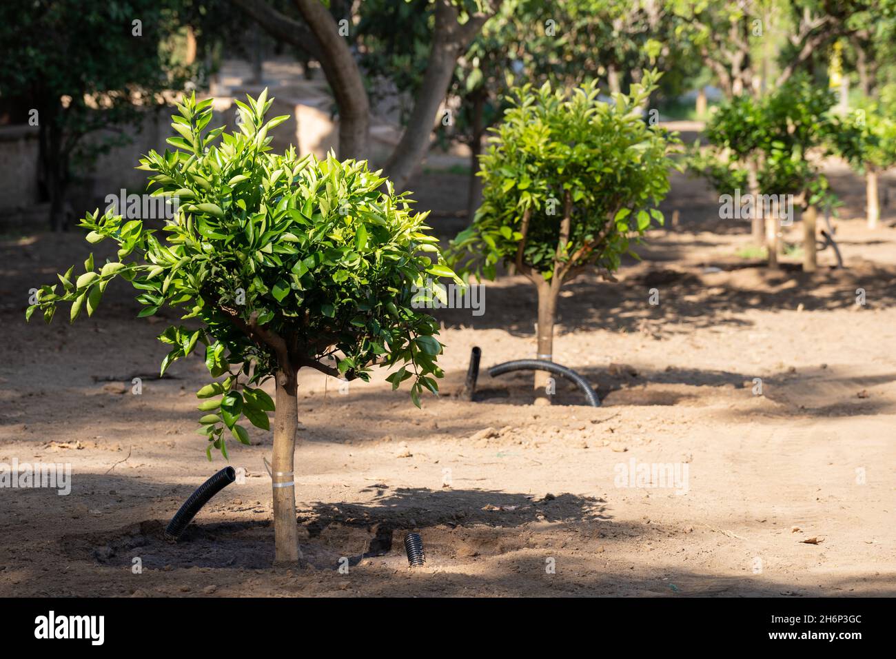 Planting trees in the park. Earth, nature, environment and ecology concept Stock Photo