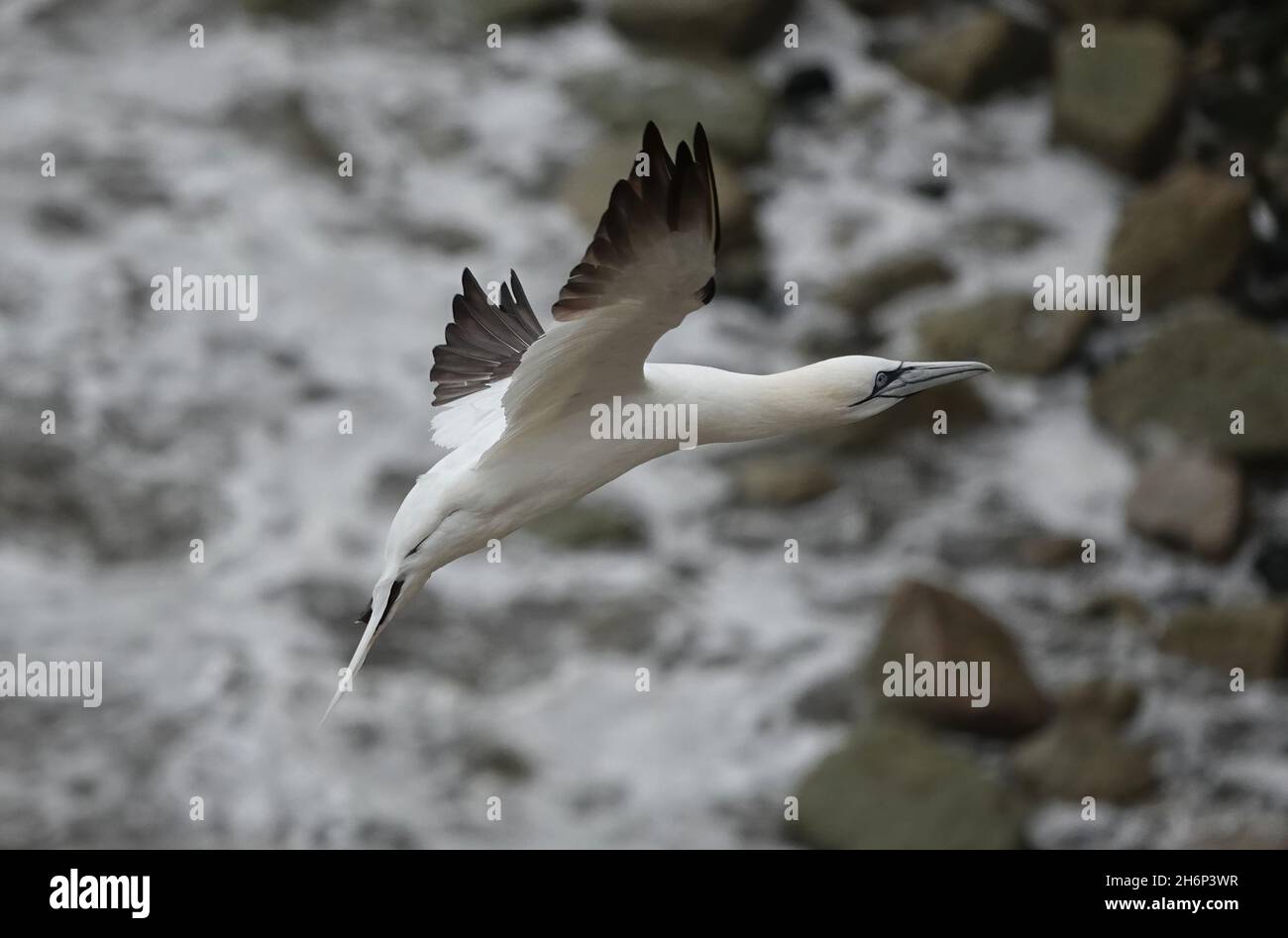 Seagull on rocks above hi-res stock photography and images - Alamy