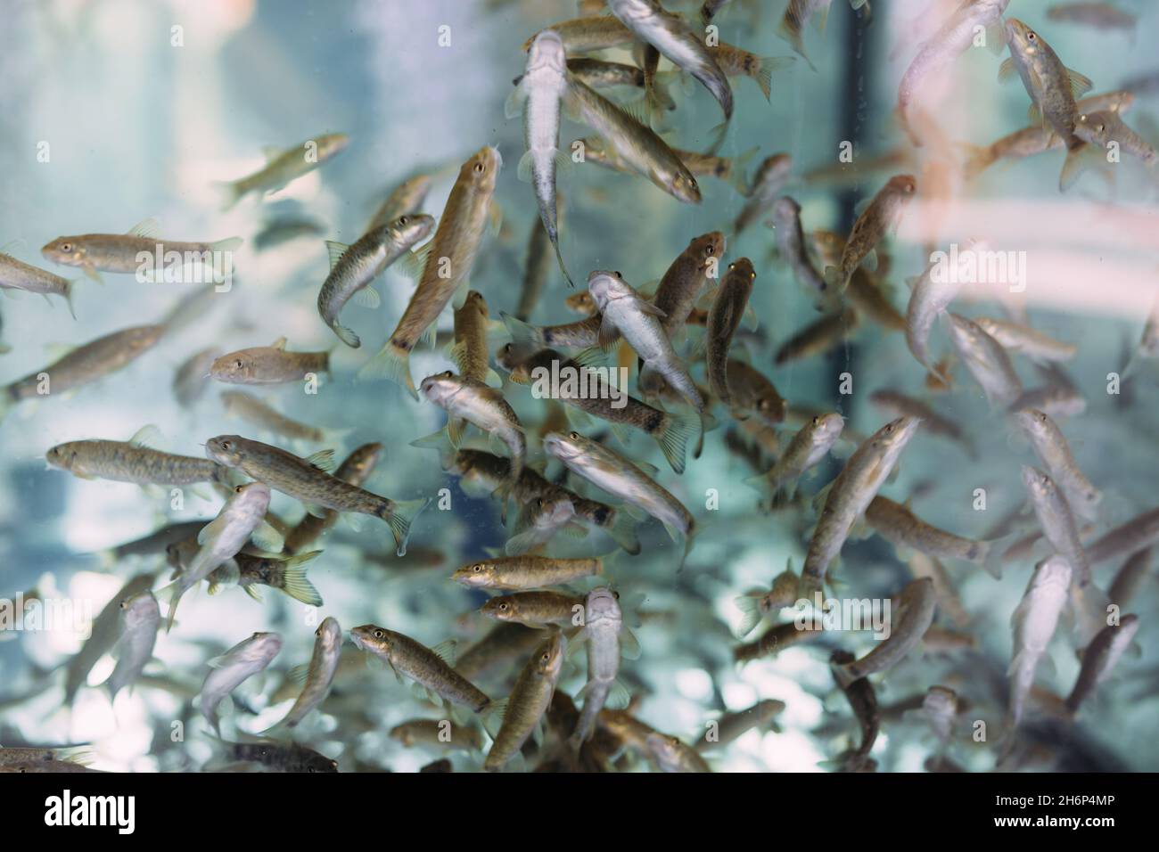 Lots of small garra rufa fish in a fish pilling aquarium or fish spa Stock Photo